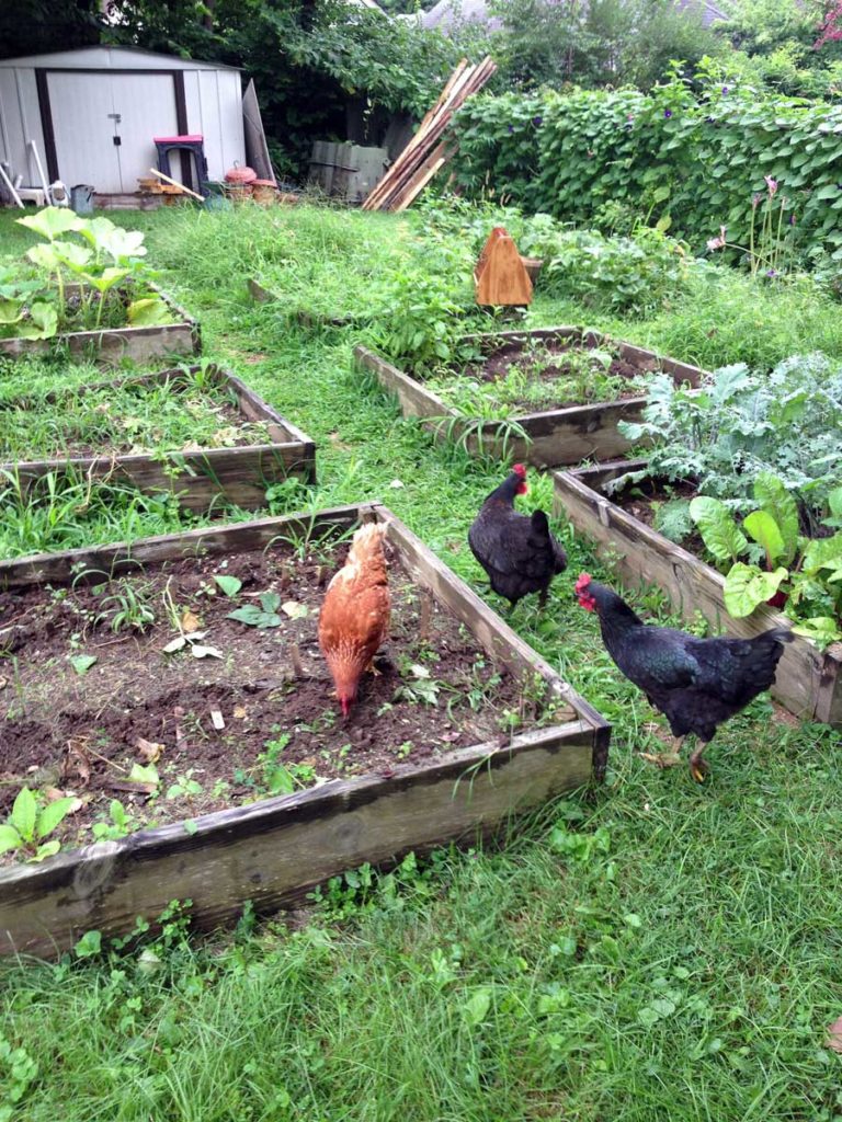 West End News - Permaculture - Backyard garden with chickens