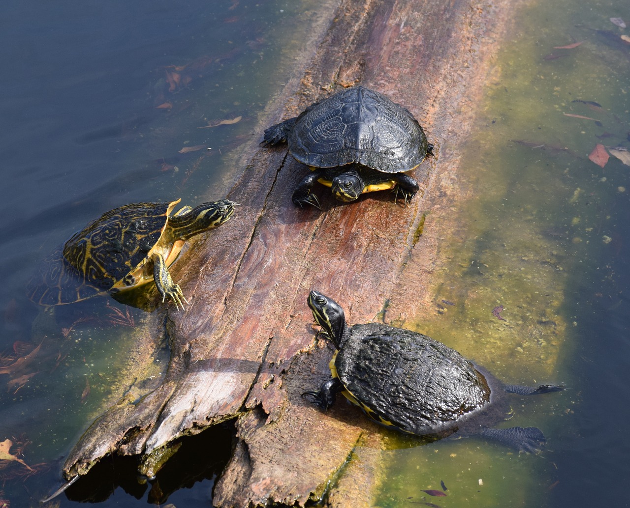 Students Help the Spotted Turtle - The West End News