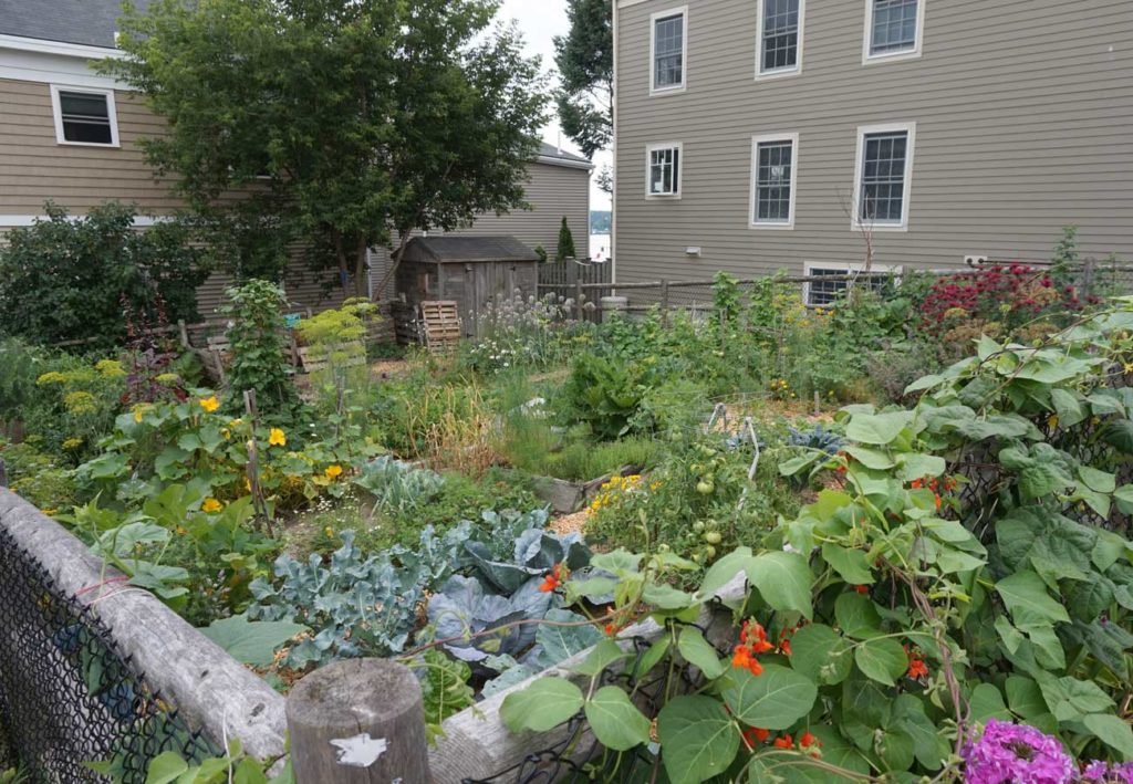 West End News - Wild Seed Project Kelly Corbin - WENA Garden