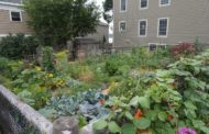 Permaculture & Climate Change