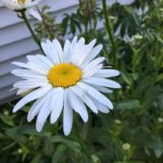 West End News - Organic Lawn & Garden - Wildflower