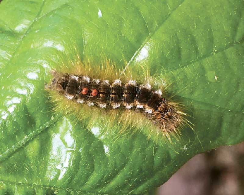 West End News - Identifying Browntail Moth