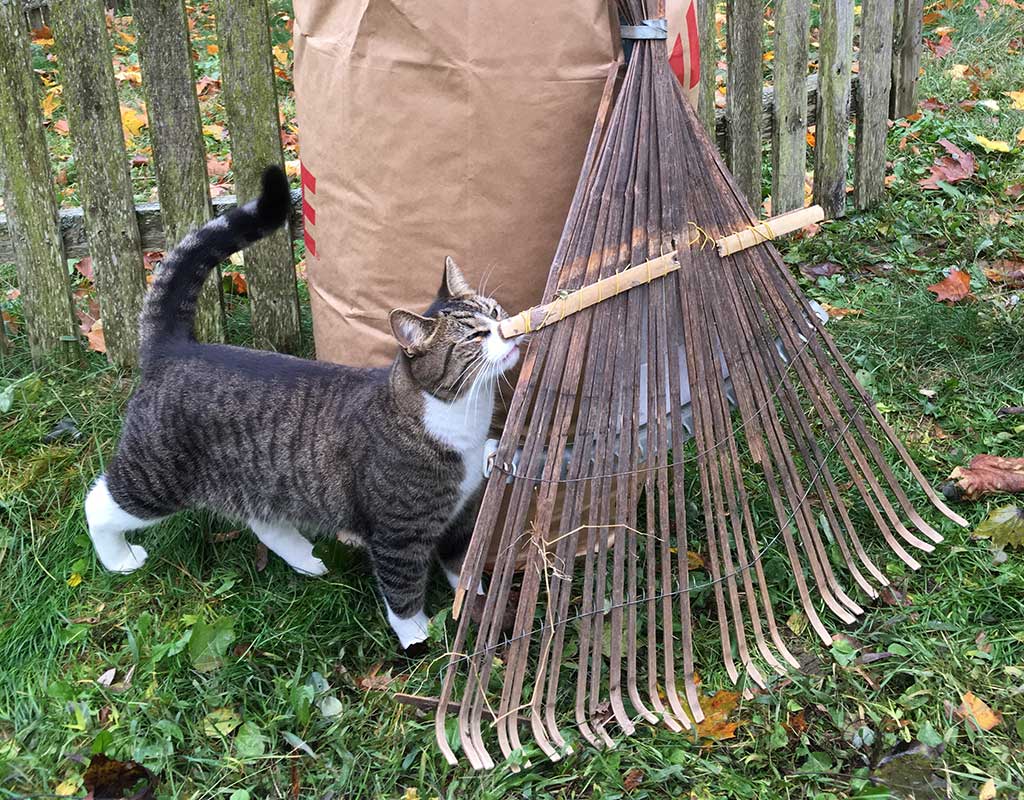 West End News - Leaf collection - Shiloh the cat with rake and bag of leaves