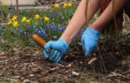 Ready to garden? Avoid the soil lead. Get a free soil test!