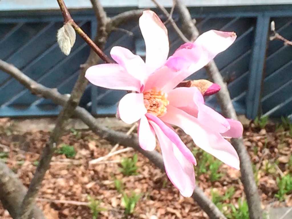 West End News - Star magnolia blossom in Rosanne's yard 