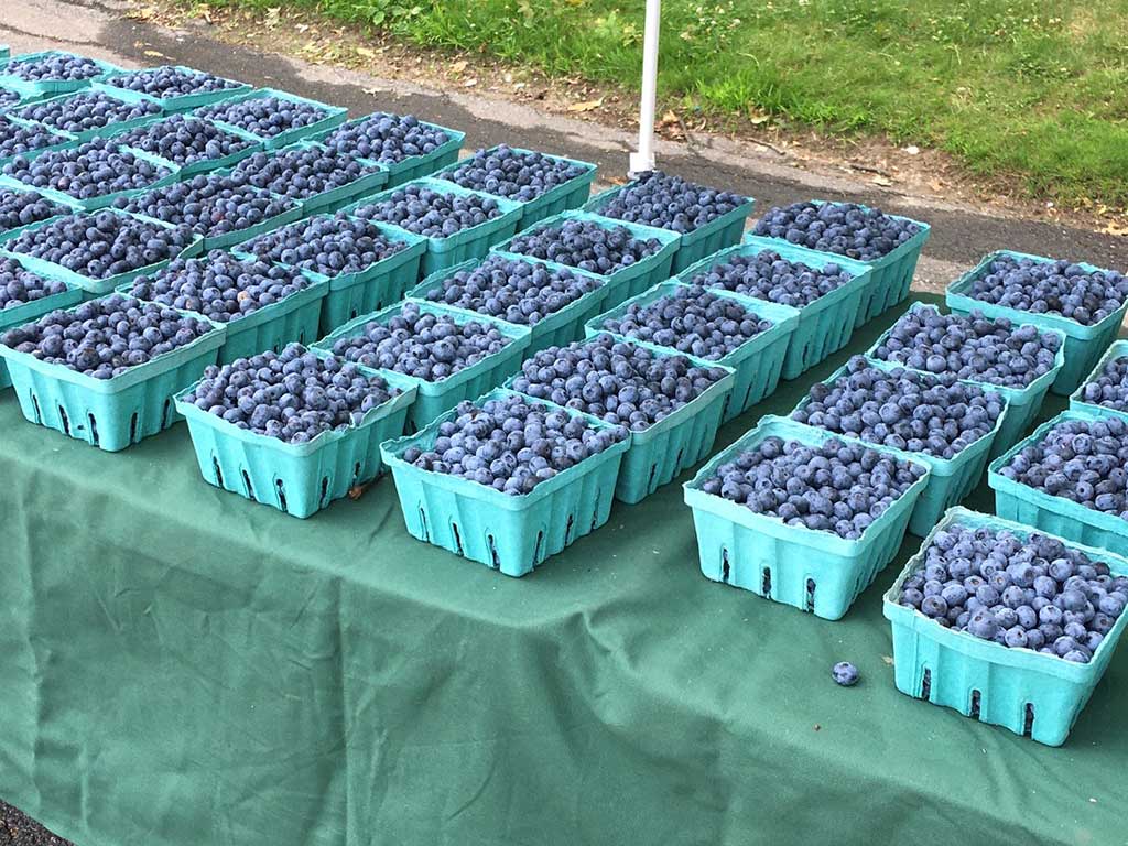 West End News - high-bush blueberries from Merrifield Farm, Cornish, ME