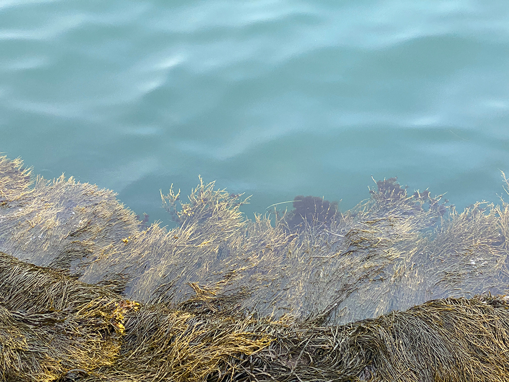 West End News - Gulf of Maine green waters threatened by global climate crisis