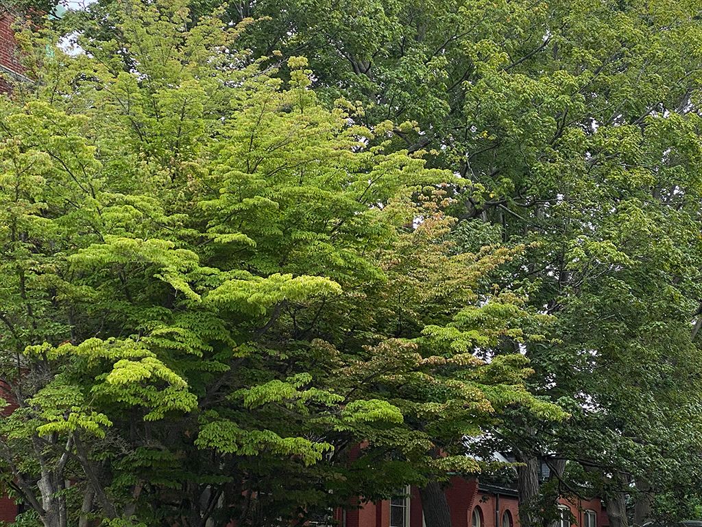West End News - Urban Trees - Sacred Heart Church, Parkside