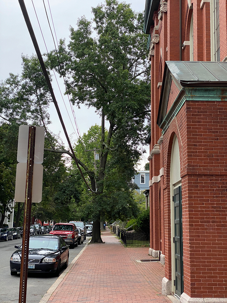 West End News - Big Urban Tree at Sacred Heart Church in Parkside