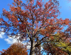 West End News - Urban Big Trees - Big Oak tree in Deering Oaks Park
