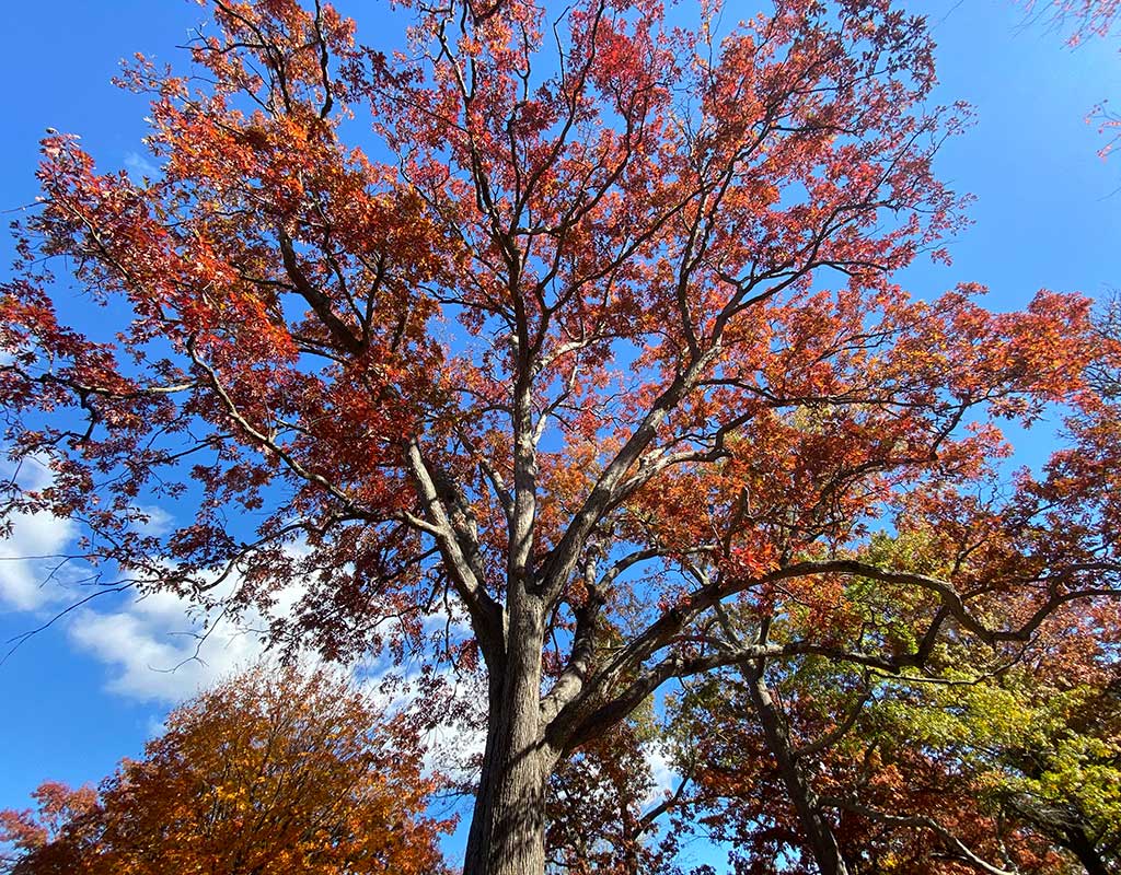 Do you know of a tree that should be on the Big Trees List?