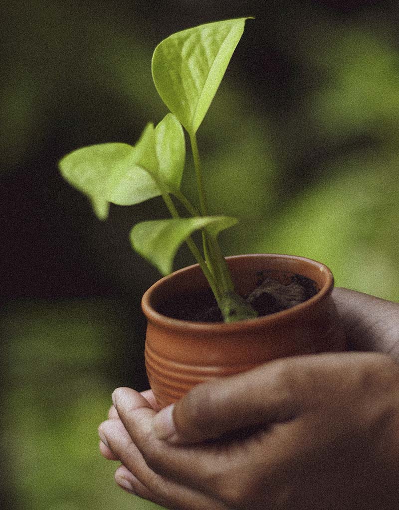 West End News - Plant Trees - Sapling in pot