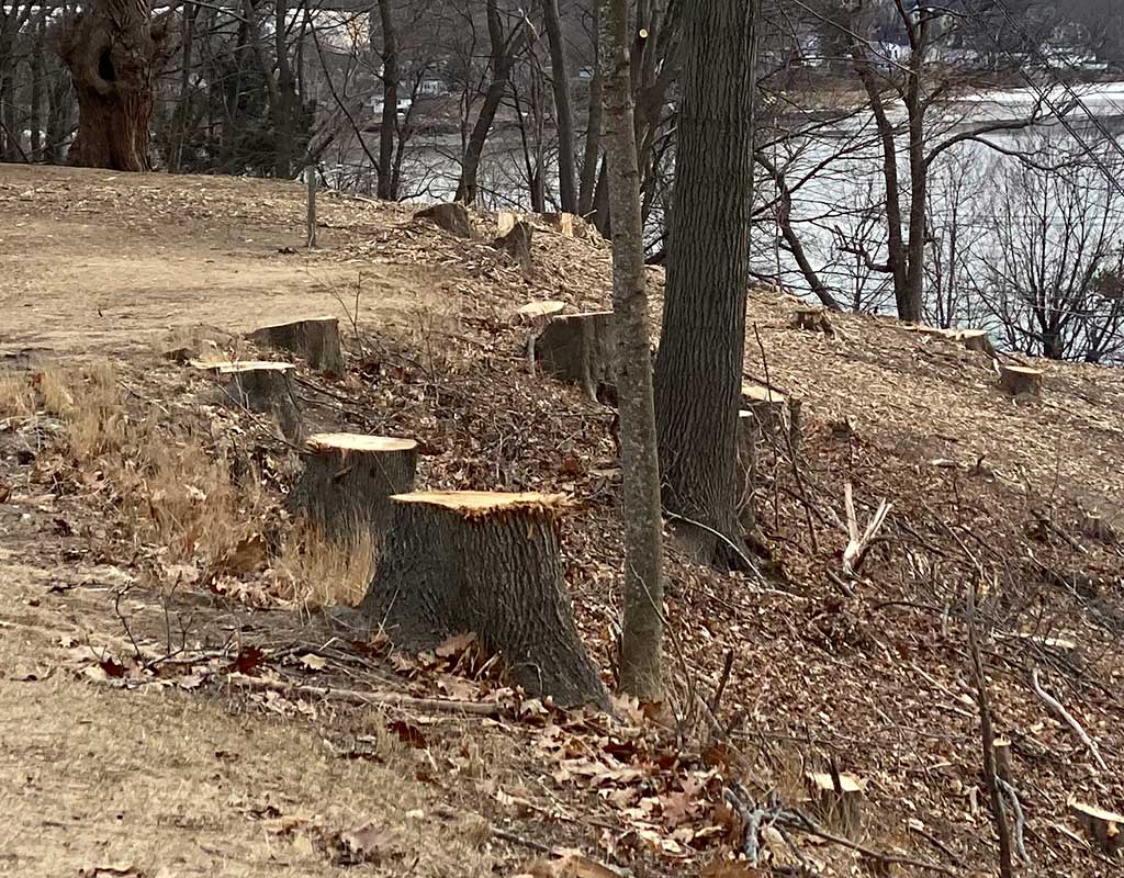 West End News - Stumps from the removed Norway Maples with Fore River in background