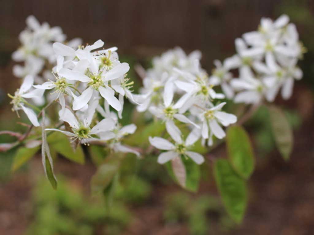 West End News - Harbor View Park - Amelanchier or shadbush