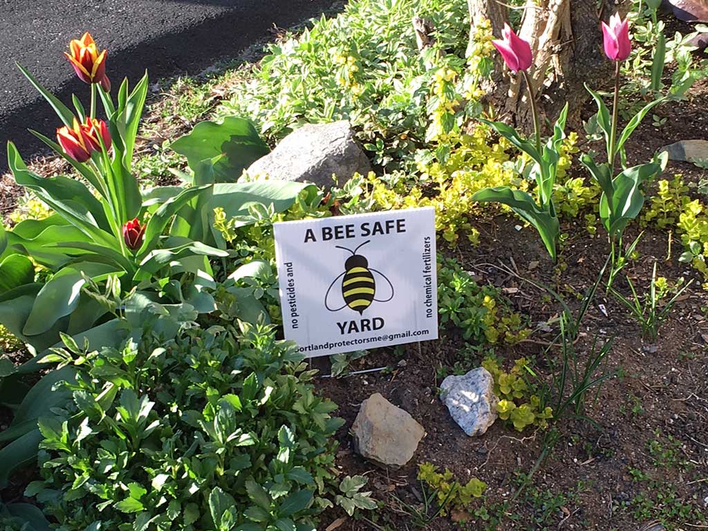 West End News - Gardening Survival - A Bee Safe (organic) garden in the West End