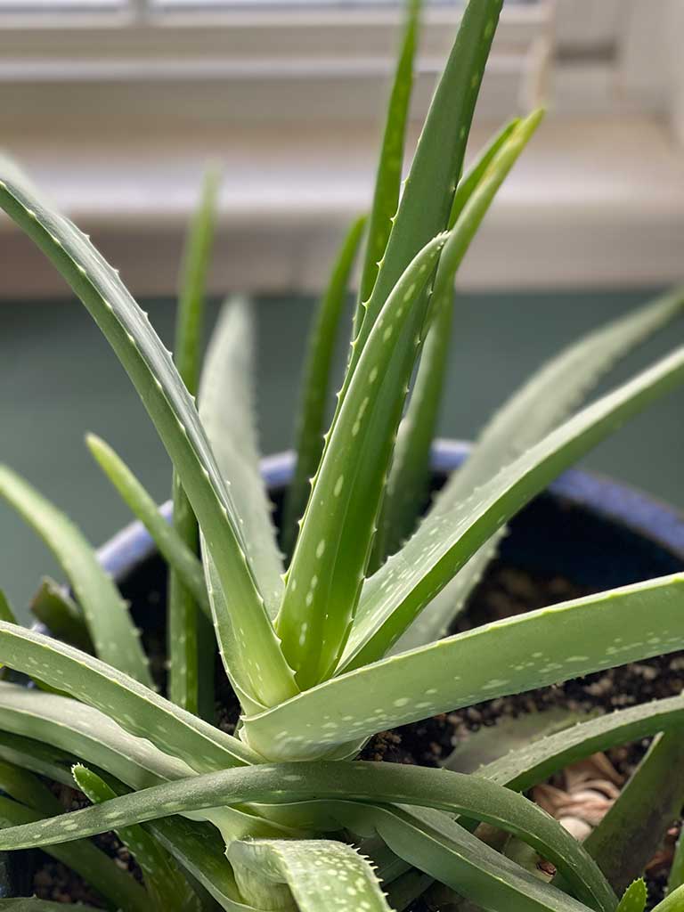 West End News - Aloe vera a healing plant in pot, indoors by window- Photo by T. Zeli