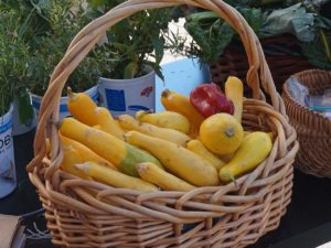 Cutting emissions from food by eating less meat should be part of a Portland's climate action plant - Photo of basket of squash and other veggies