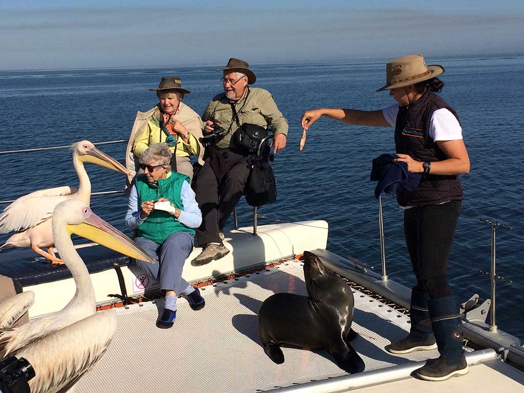 Tour group meets pelicans and feed seal with guide