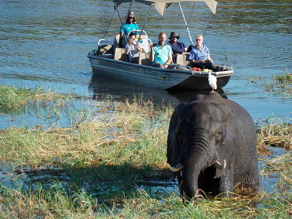 Tour group viewing elephant on the Chobe River in Botswana.