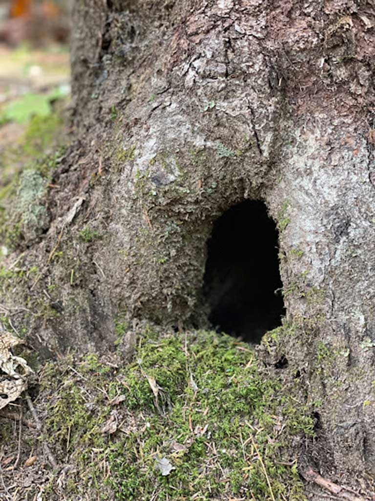 West End News - Hole in tree trunk