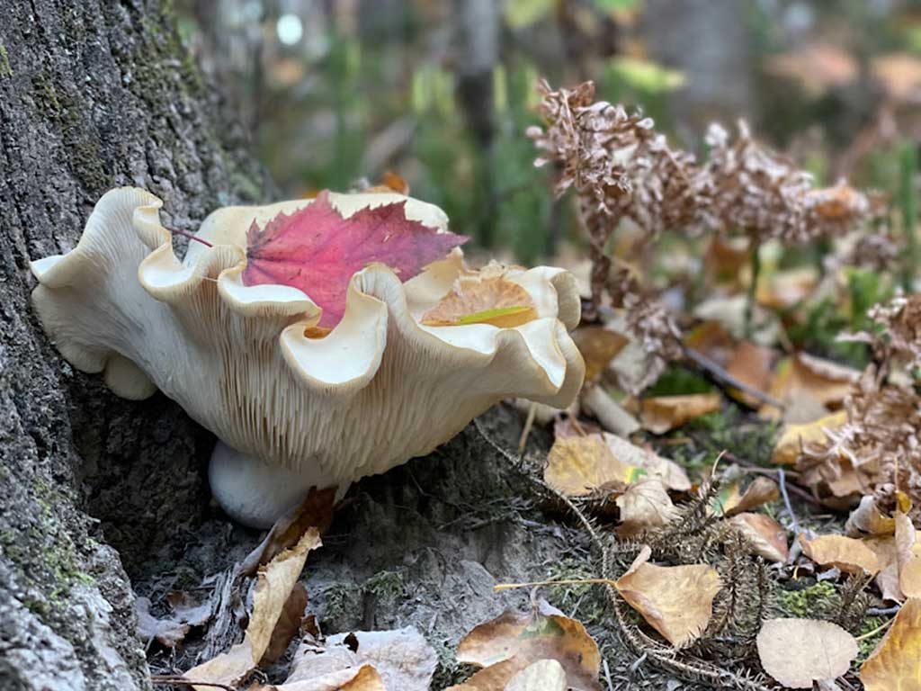 West End News - Huge trailside mushroom on Mount Isolation