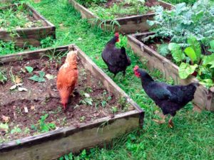 West End News - Chickens in backyard garden by Christian Torp - Gardens are a great carbon sink - Bright Ideas Aug. 2023