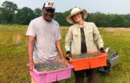 Wild Blueberry Harvest and the Climate Emergency