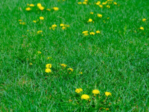 Backyard lawn with tall grass and dandelions. -By elena.tres / Adobe Stock