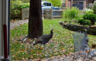 Bright Idea: Look to Nature, Right in Town