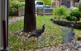Bright Idea: Look to Nature, Right in Town