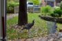 Bright Idea: Look to Nature, Right in Town