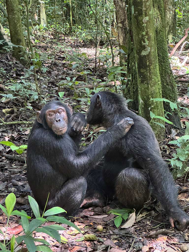 Chimpanzees in Kibale National Park