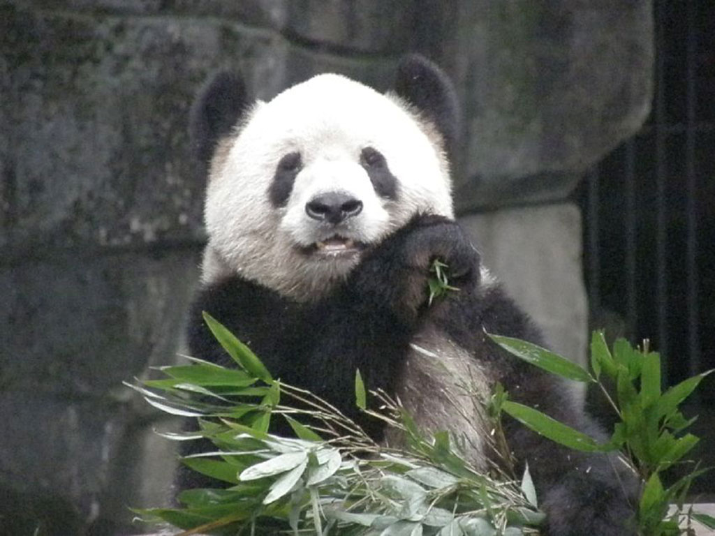 Giant Panda in Beijing