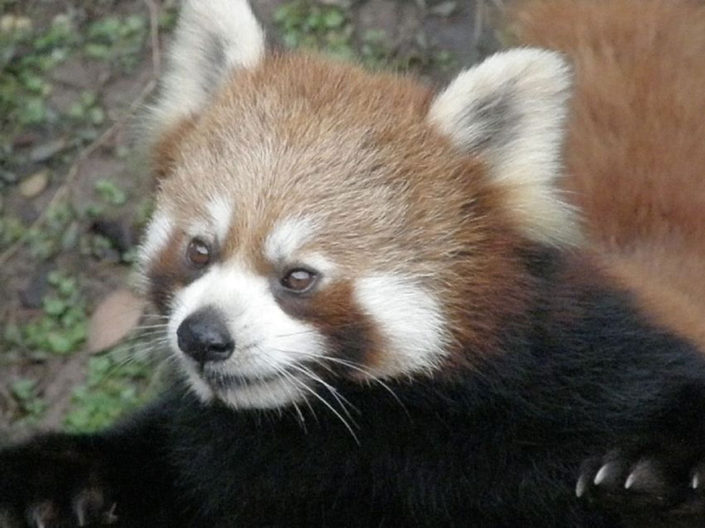 Red panda