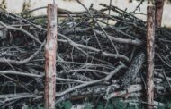 Your Backyard Is a Wildlife Refuge Waiting to Happen