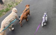 Pets we love, wildlife we share, and why small habits make a big difference for the climate