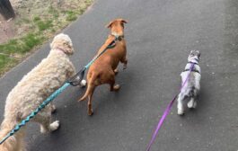 Pets we love, wildlife we share, and why small habits make a big difference for the climate