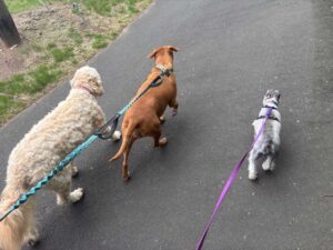 Dog walking - For Pets and the climate