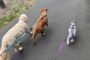 Pets we love, wildlife we share, and why small habits make a big difference for the climate